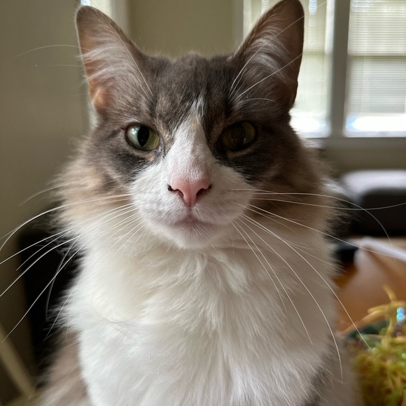 Meet your Posher, Cassie - Picture 11 of 15